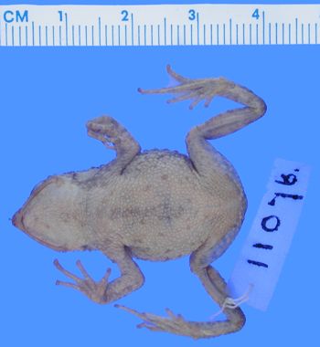 Media type: image; Herpetology A-11076